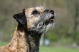 BORDER TERRIER 059